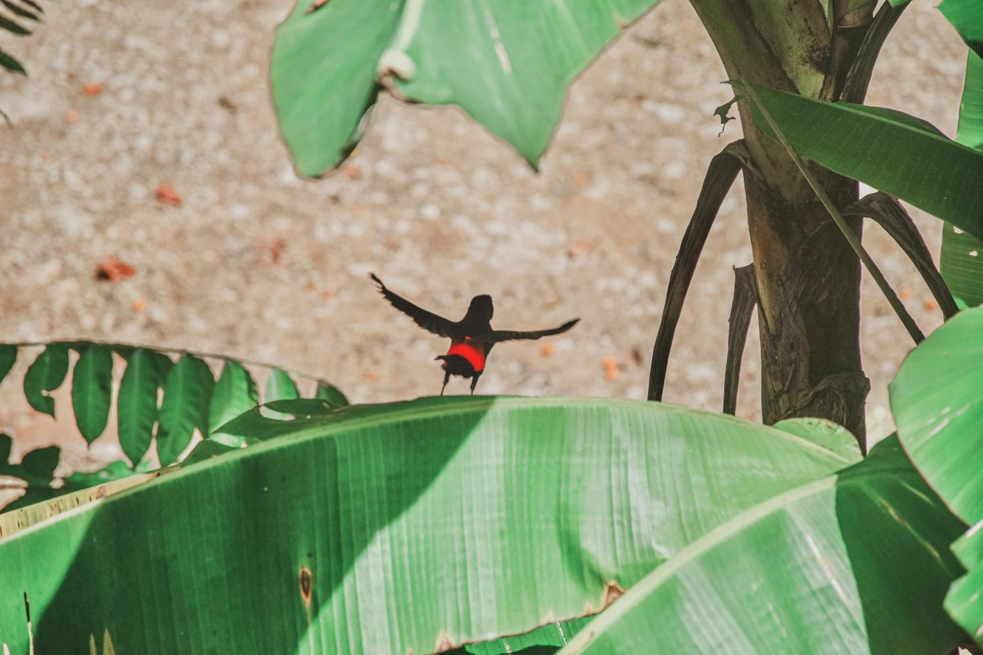 Bocas Garden Lodges Bocas Town Bagian luar foto